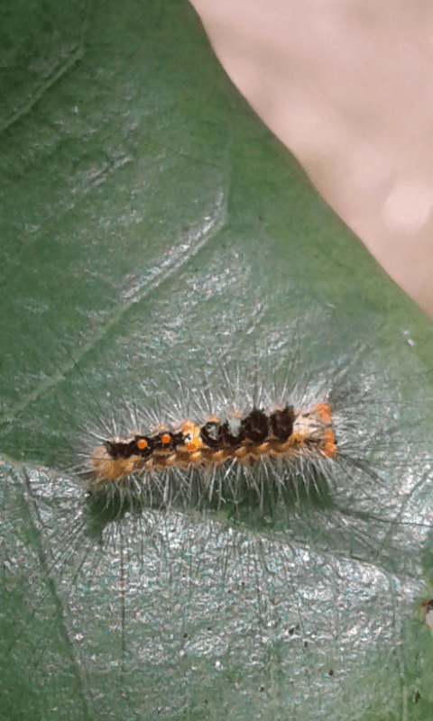 Giovane bruco di Orgyia antiqua (Erebidae)?  S, Erebidae Lymantriinae